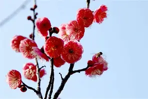 梅斯客场告捷，目标更加明确
